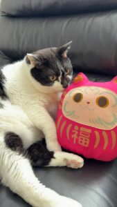 北海道のにゃんこ先生とささみ♪