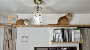 キャットタワー