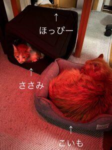 ホカペ効果