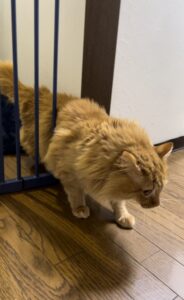 柵を設置するも通り抜けちゃった