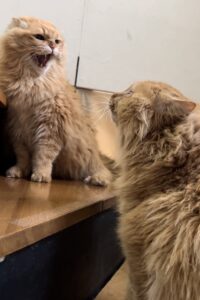 バトルが勃発！