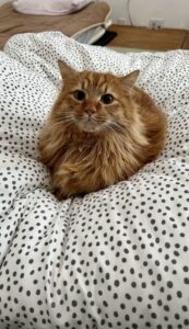 ほっぴーの部屋