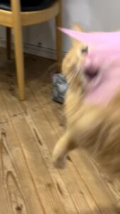 羽大好きほっぴー