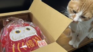 ねこだるまさん到着！